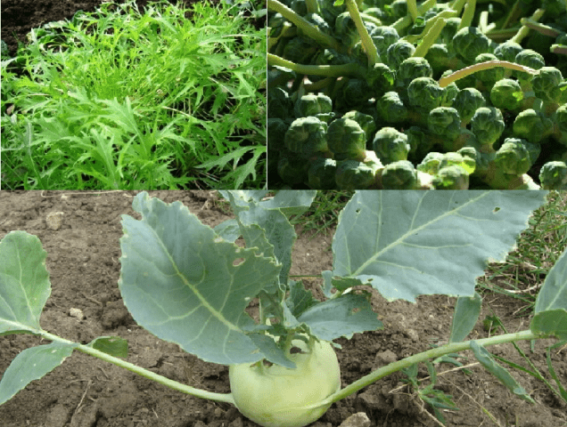 Terms of planting cabbage for seedlings in the Urals