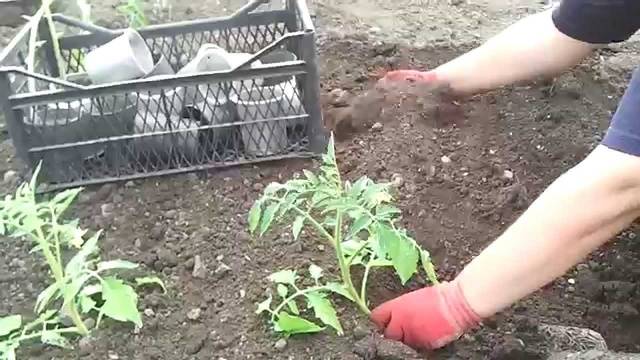 Terms of planting seedlings of tomatoes in open ground 