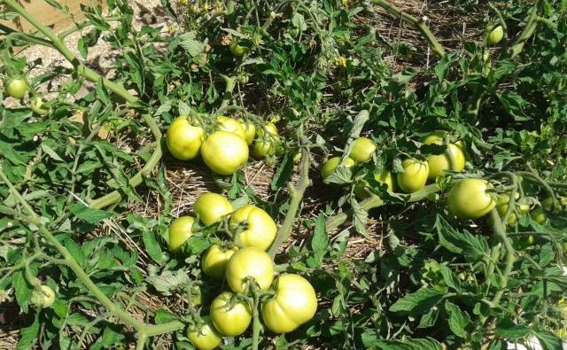 Terms of planting seedlings of tomatoes in open ground 