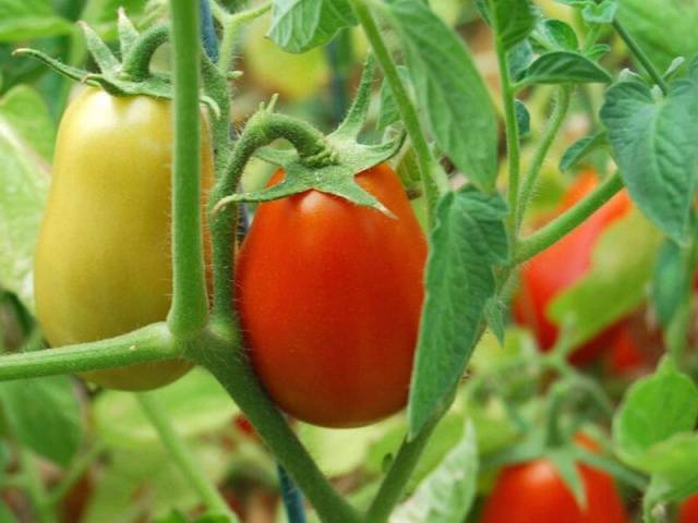 Terms of planting seedlings of tomatoes in open ground 