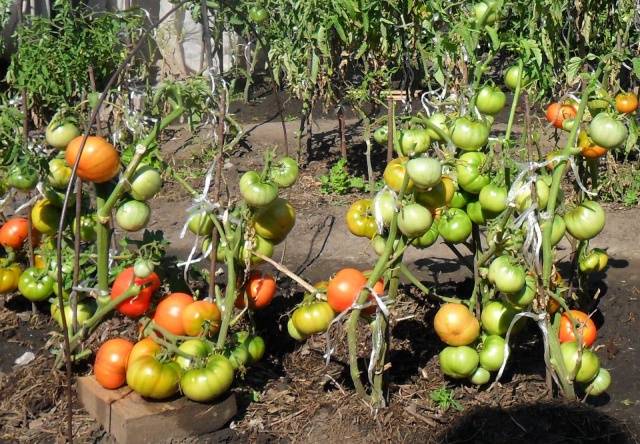 Terms of planting seedlings of tomatoes in open ground 