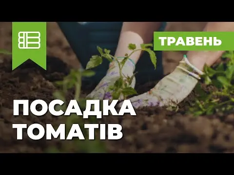 Terms of planting seedlings of tomatoes in open ground 