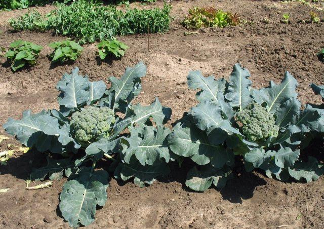 Terms of sowing cabbage for seedlings in the suburbs