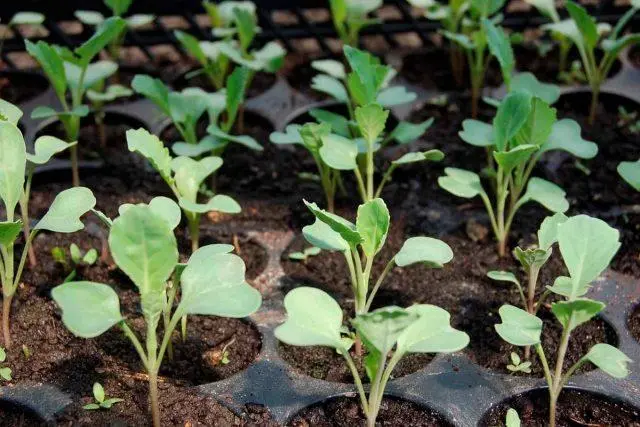 Terms of sowing cabbage for seedlings in the suburbs