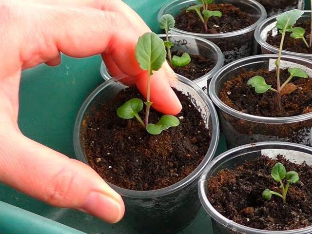 Terms of sowing cabbage for seedlings in the suburbs