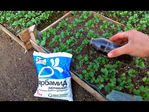 Terms of sowing cabbage for seedlings in the suburbs