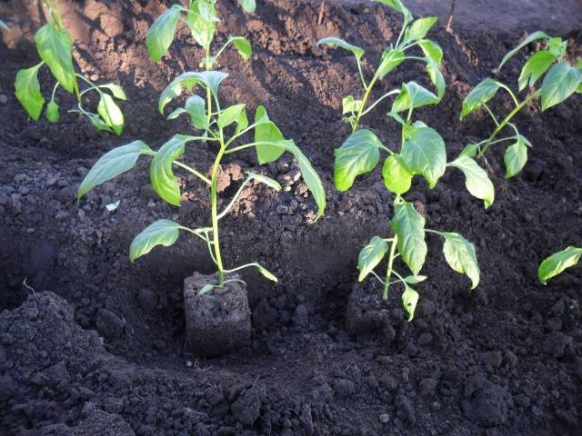 Terms of sowing pepper for seedlings in Siberia 