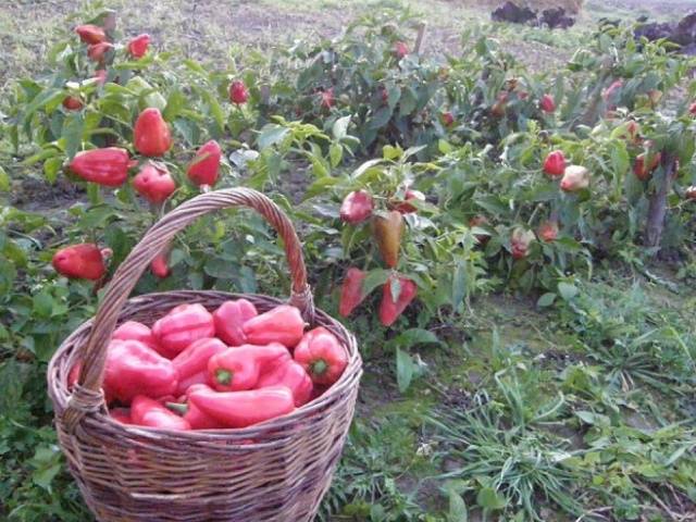 Terms of sowing pepper for seedlings in Siberia 