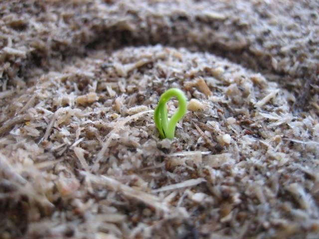 Terms of sowing pepper for seedlings in Siberia 