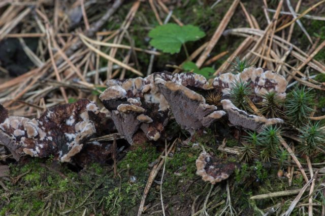 Terrestrial telephora: photo and description