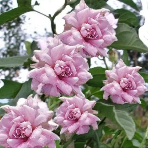 Terry calistegia: planting and care, photo