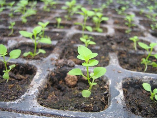 Terry chrysanthemum Bridesmaid dress: planting and care, watering and feeding, photo