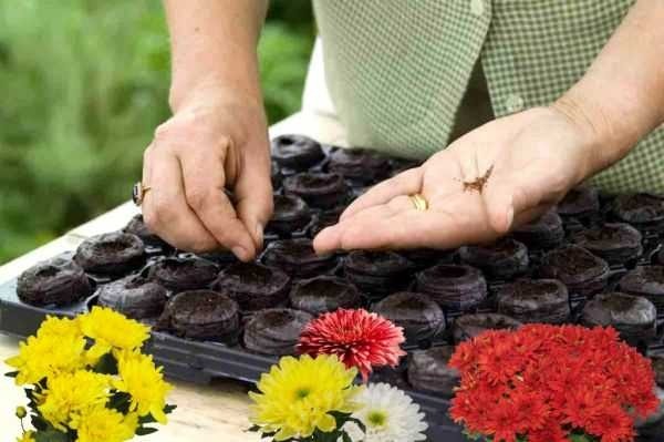 Terry chrysanthemum Bridesmaid dress: planting and care, watering and feeding, photo