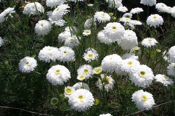 Terry chrysanthemum Bridesmaid dress: planting and care, watering and feeding, photo