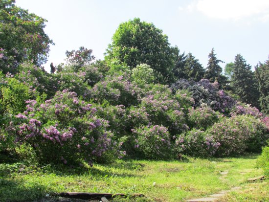 Terry lilac: photos and varieties with descriptions