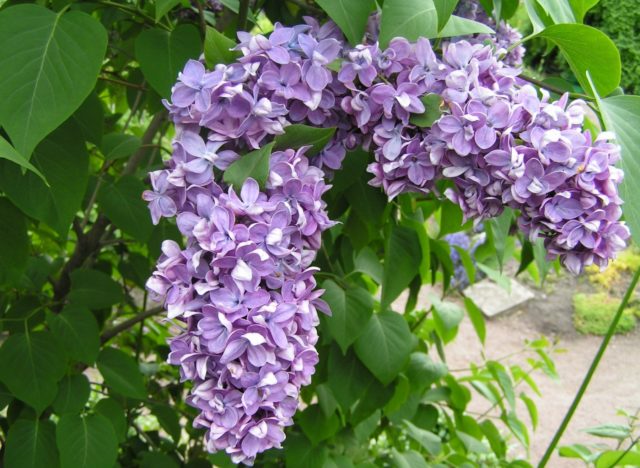 Terry lilac: photos and varieties with descriptions