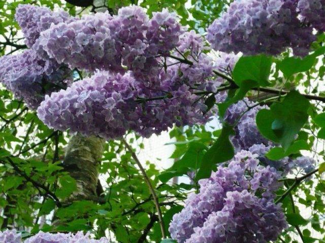 Terry lilac: photos and varieties with descriptions