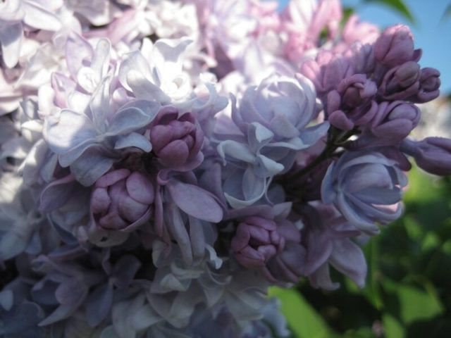 Terry lilac: photos and varieties with descriptions