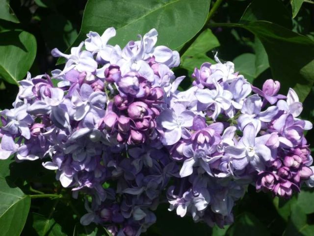 Terry lilac: photos and varieties with descriptions