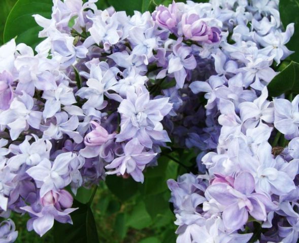 Terry lilac: photos and varieties with descriptions