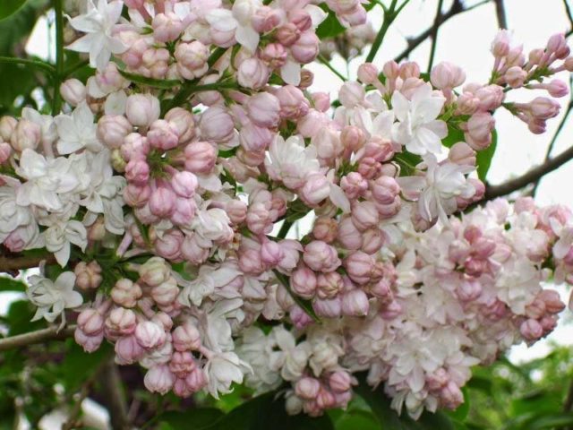 Terry lilac: photos and varieties with descriptions