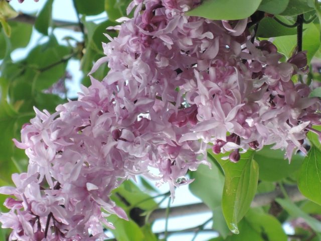 Terry lilac: photos and varieties with descriptions