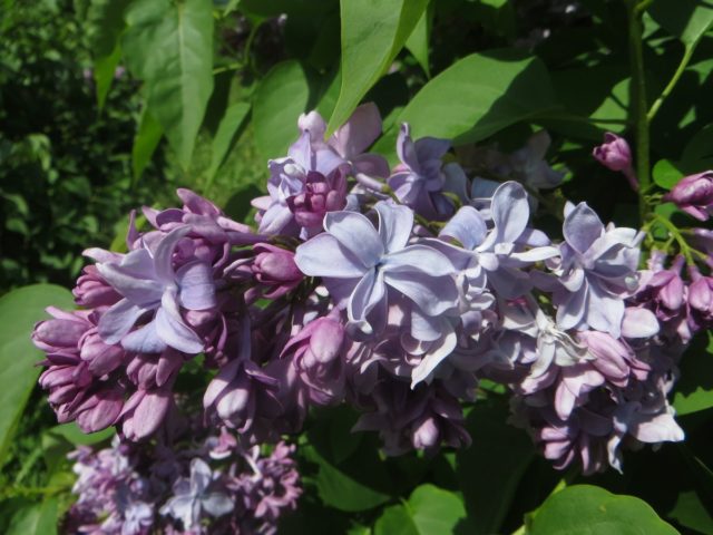 Terry lilac: photos and varieties with descriptions