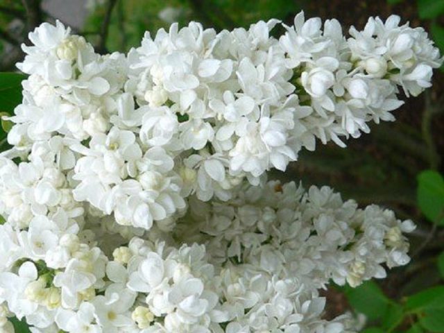 Terry lilac: photos and varieties with descriptions