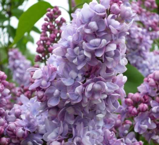 Terry lilac: photos and varieties with descriptions