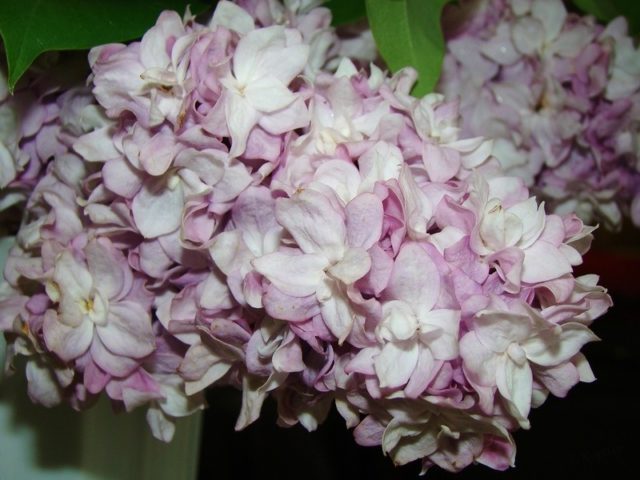 Terry lilac: photos and varieties with descriptions