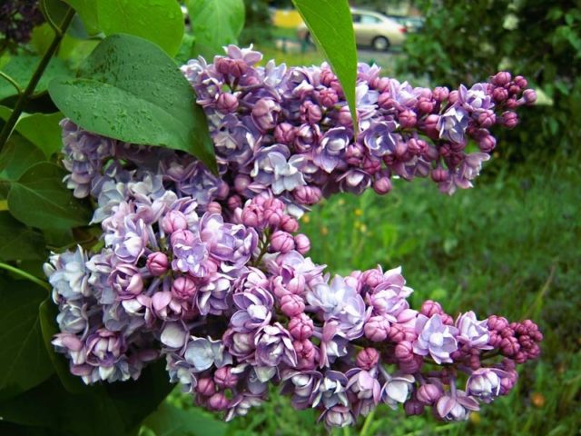 Terry lilac: photos and varieties with descriptions