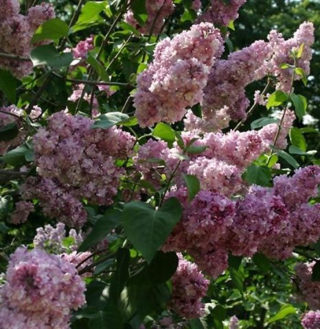 Terry lilac: photos and varieties with descriptions