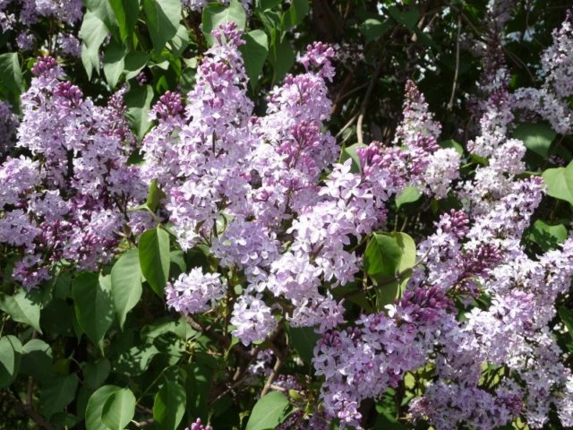 Terry lilac: photos and varieties with descriptions