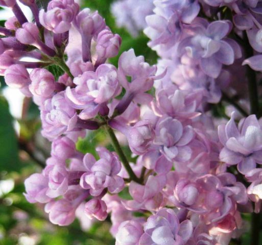 Terry lilac: photos and varieties with descriptions