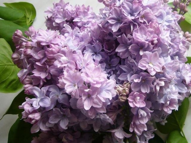 Terry lilac: photos and varieties with descriptions