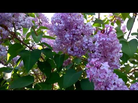 Terry lilac: photos and varieties with descriptions