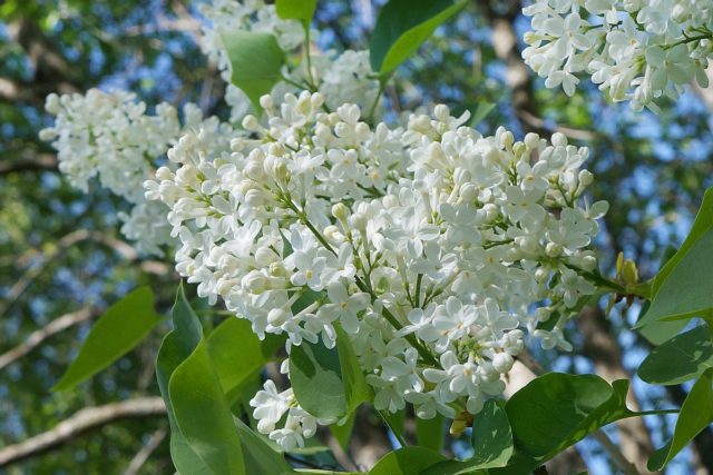 Terry lilac: photos and varieties with descriptions