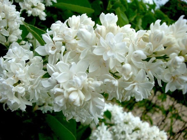 Terry lilac: photos and varieties with descriptions