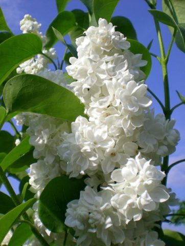 Terry lilac: photos and varieties with descriptions