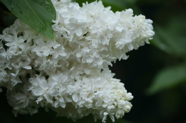 Terry lilac: photos and varieties with descriptions