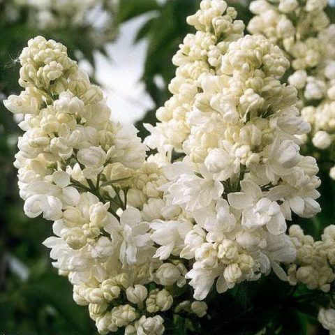 Terry lilac: photos and varieties with descriptions