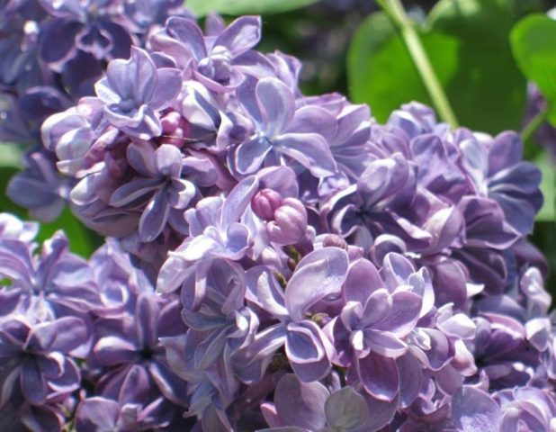 Terry lilac: photos and varieties with descriptions