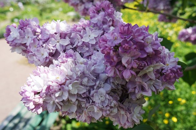 Terry lilac: photos and varieties with descriptions