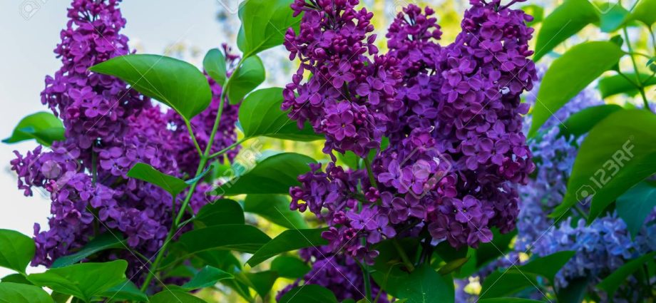 Terry lilac: photos and varieties with descriptions