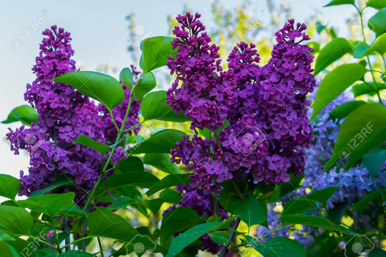 Terry lilac: photos and varieties with descriptions