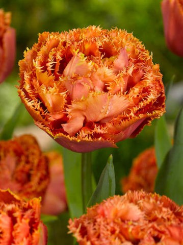 Terry tulip: description, best varieties, planting and care