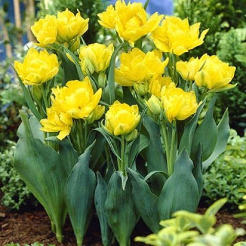 Terry tulip: description, best varieties, planting and care