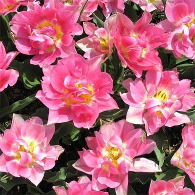 Terry tulip: description, best varieties, planting and care