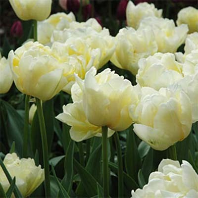 Terry tulip: description, best varieties, planting and care