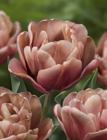 Terry tulip: description, best varieties, planting and care